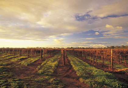 Australie - Adelaide - Route des vins et Great Ocean Road - Coonawarra © SATC