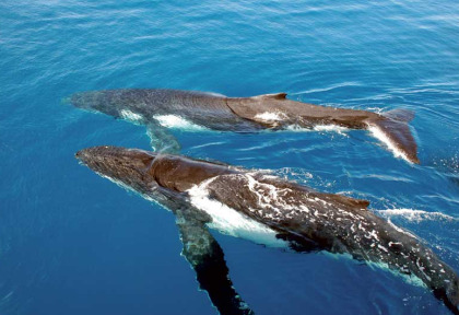 Australie - Sydney - Croisière Whale Watching