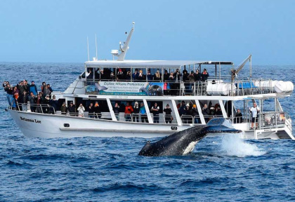 Australie - Victoria - Phillip Island - Wildlife Coast Cruises - Croisière observation des baleines en migration à Phillip Island