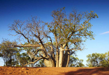 Australie - Western Australia - Baobab © Tourism Western Australia