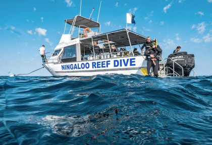 Western Australia - Ningaloo Reef - Coral Bay - Ningaloo Reef Dive