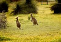 Australie - Queensland - Hidden Valley Cabins