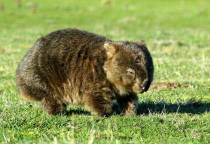 Le wombat