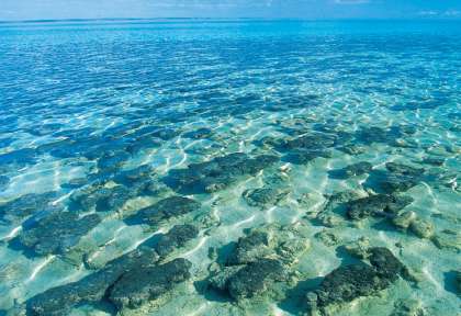 Shark Bay Stromatolites Hamelin Pool