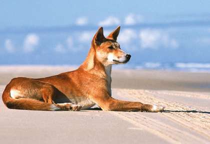 Dingo à Fraser Island