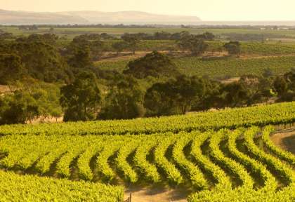 South Australia Mc Laren Vale