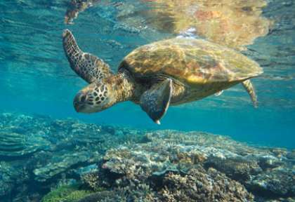 Tortue dans le queensland