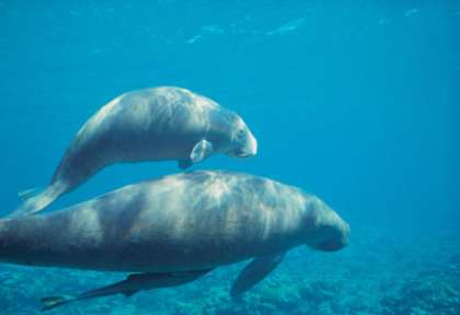 Dugong en Australie