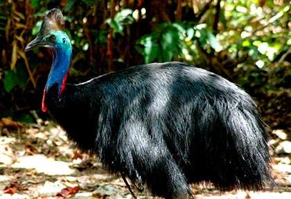 Cassowary in Daintree rainforest