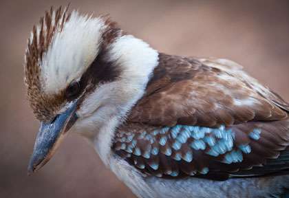 Kookaburra
