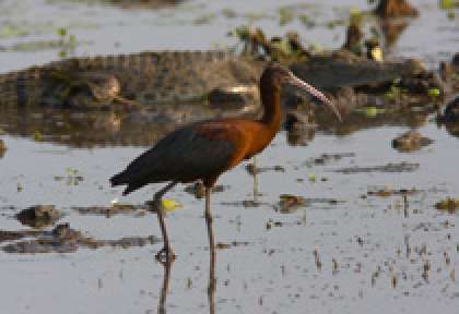 Parc national de Kakadu - Yellow Waters
