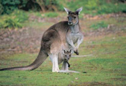 Kangourou