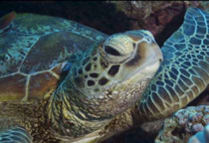 Tortue - Grande Barrière de Corail