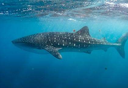 Australie - Western Australia - Ningaloo Reef