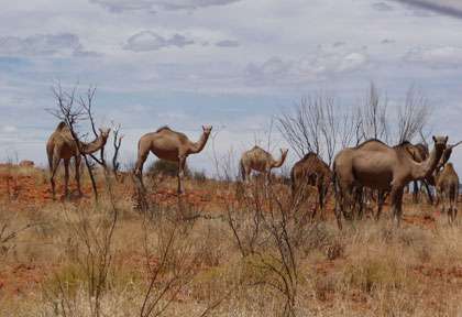 Les dromadaires sauvages d'Australie