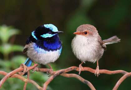 Oiseaux d'Australie