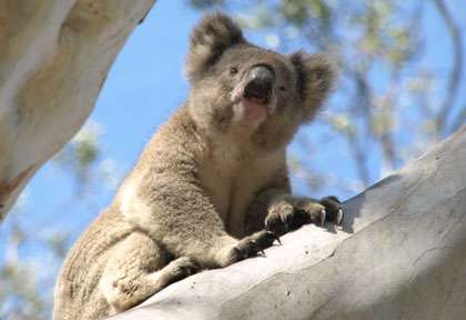 Koala australien