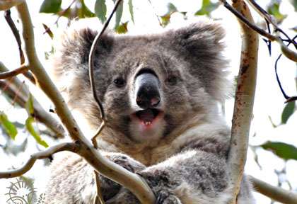 Koala dans un arbre