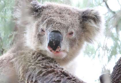 Koala en Australie