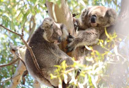 Koala en Australie