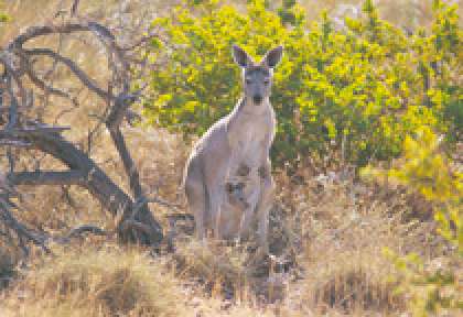 Ningaloo Marine Park Yardie Creek