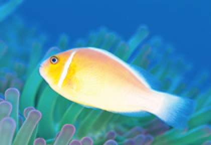 Ningaloo Marine Park