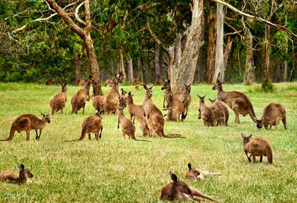 Les kangourous d'Australie