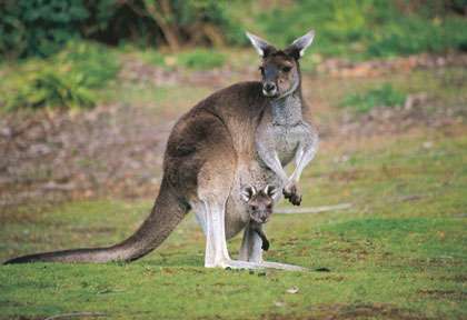 Bébé kangourou en Australie