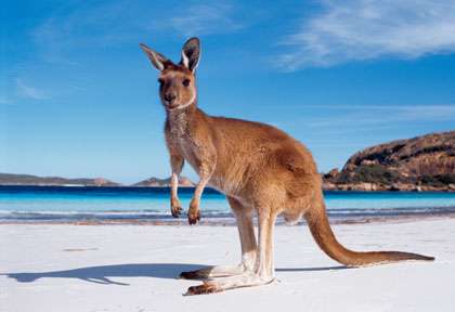 Kangourou Roux en Australie