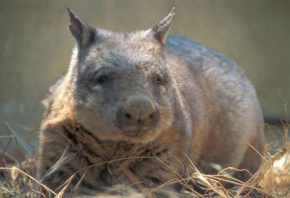 Wombat en Australie