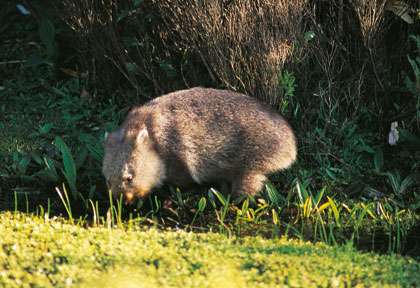 Wombat en Australie