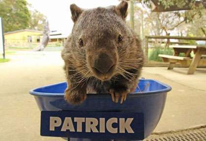 Patrick le wombat