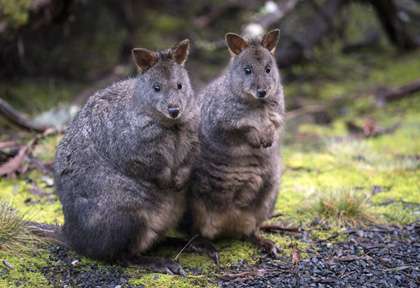 Australie - Tasmanie - Freycinet National Park