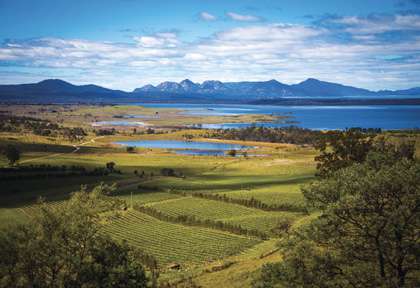 Australie - Tasmanie - Freycinet National Park - Freycinet Vineyard