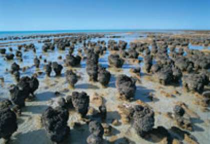 Les stromatolites de Hamelin