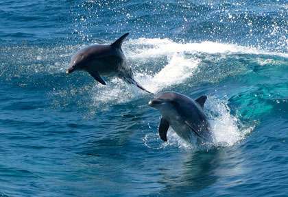 Rencontre avec les dauphins d'Australie