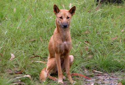 Dingo en Australie