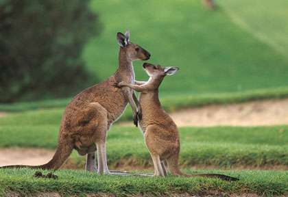 Kangourou en Australie