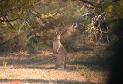 South Australia Gawlers Ranges