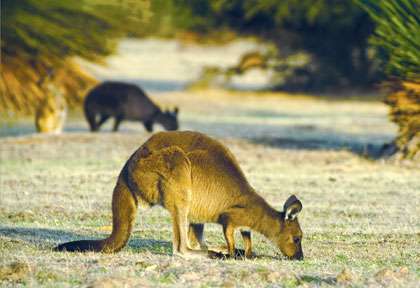 Kangourou à Kangaroo Island
