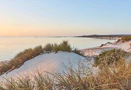 Shark Bay Stromatolites Hamelin Pool