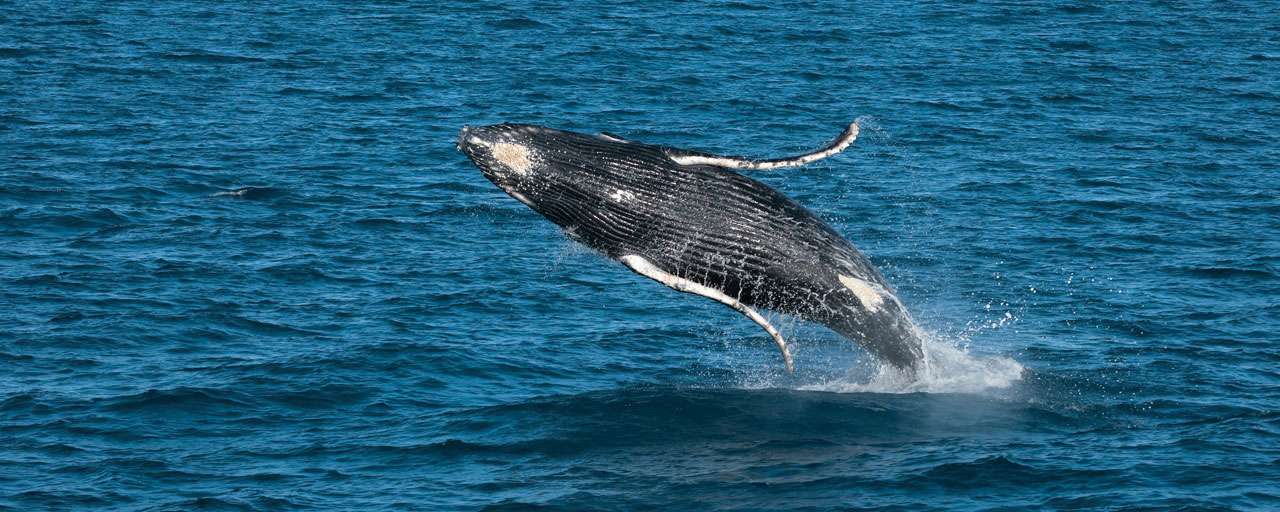 Baleine à bosse - K'gari Fraser Island