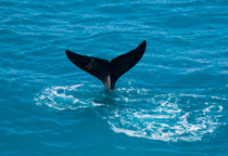 Baleine franche dans la peninsule d'Eyre