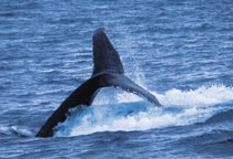 Baleine à Augusta au Sud de Perth